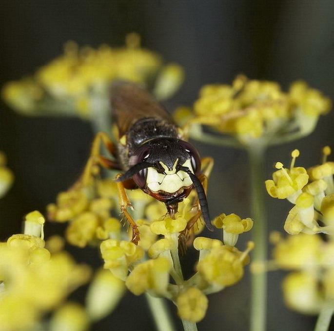 Bee eyes