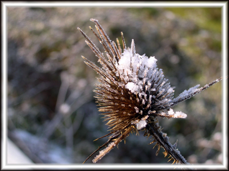neve