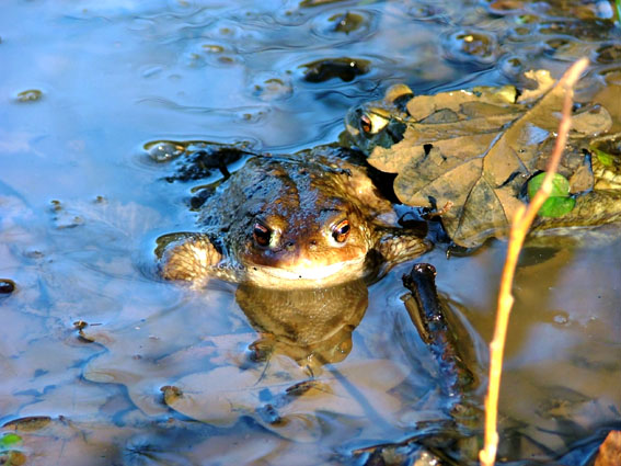 Rospo Riserva Naturale dell'Insugherata ( Roma Nord )