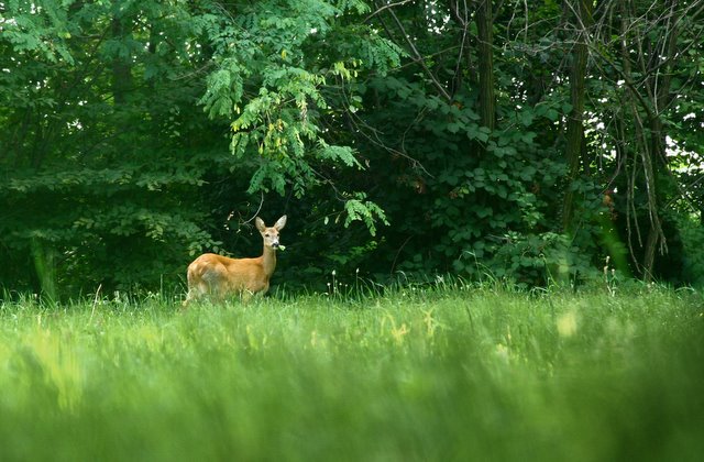 capriolo