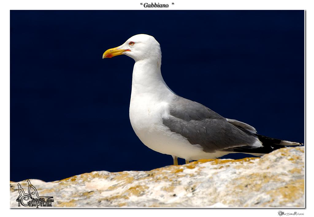 Gabbiano