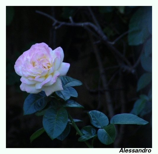 Rosa 2