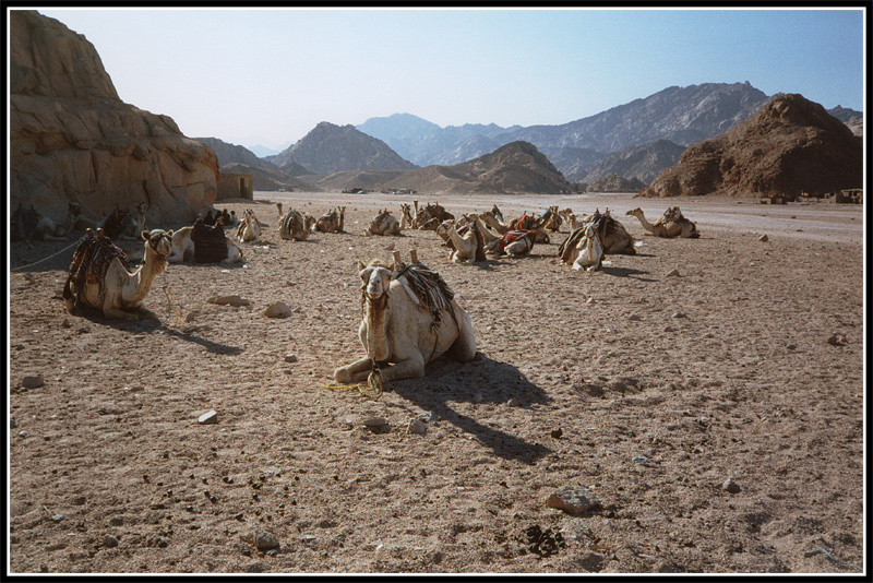Deserto del Sinai
