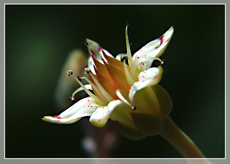 Strano fiore