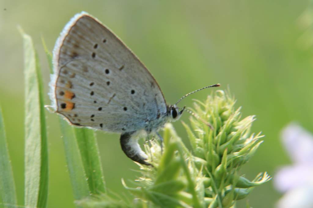 farfalla