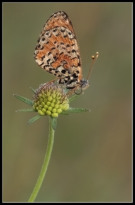 melitaea
