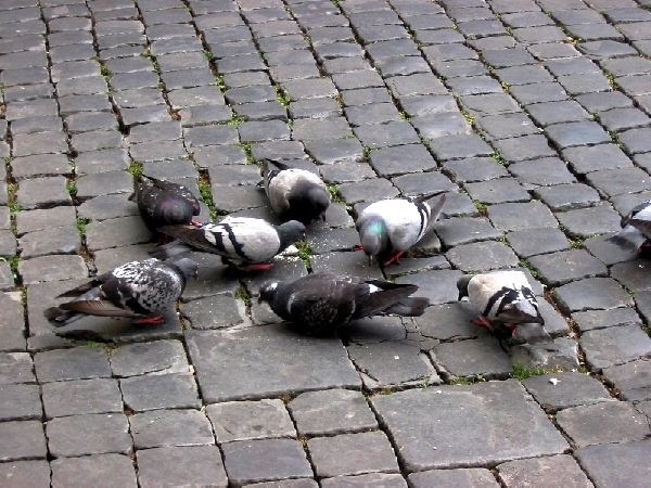 Buon appetito