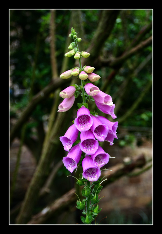 bells