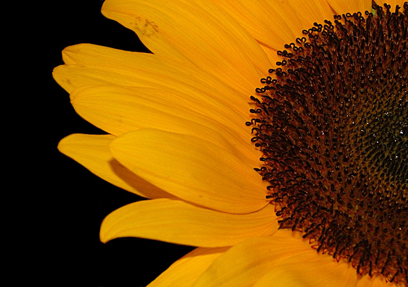 Girasole
