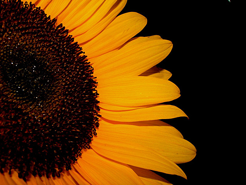 Girasole3