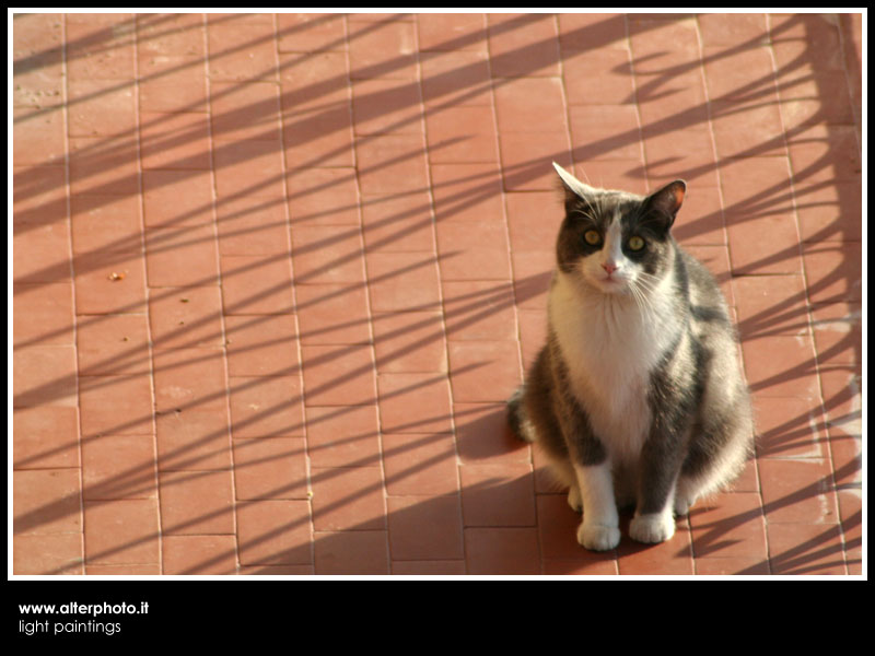 Gatto Mammone