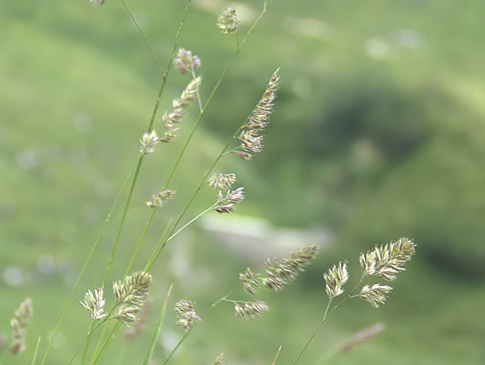 Natura