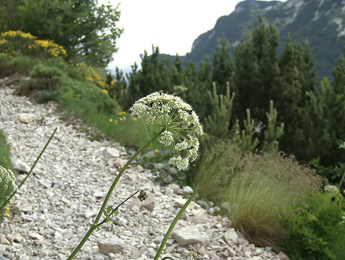 Montagna