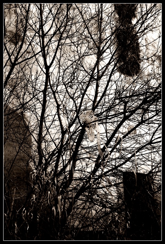 stagno1