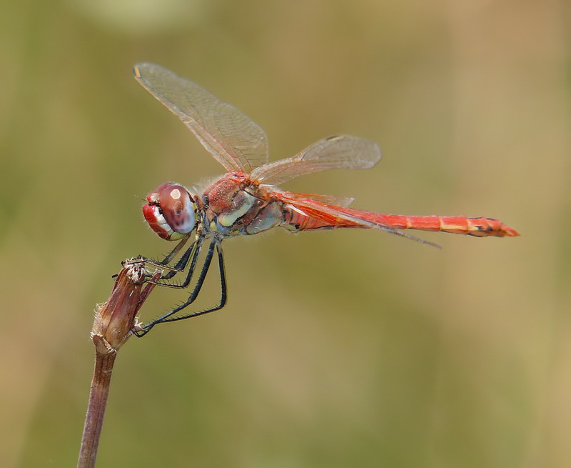 libellula - 1