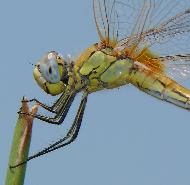 libellula gialla - ingrandimento