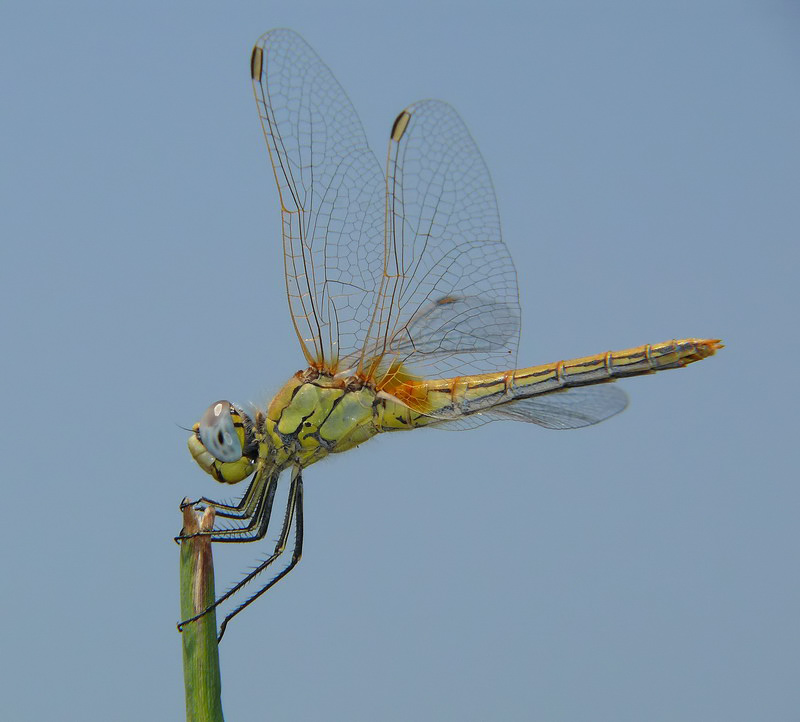 libellula gialla - 1