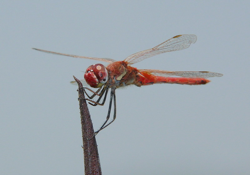libellula rossa 1