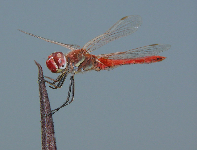libellula rossa 2