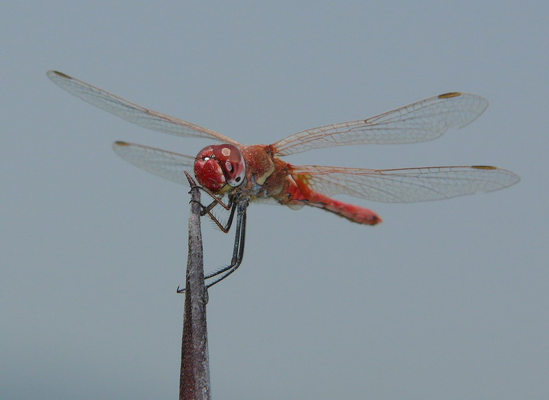 libellula rossa 3