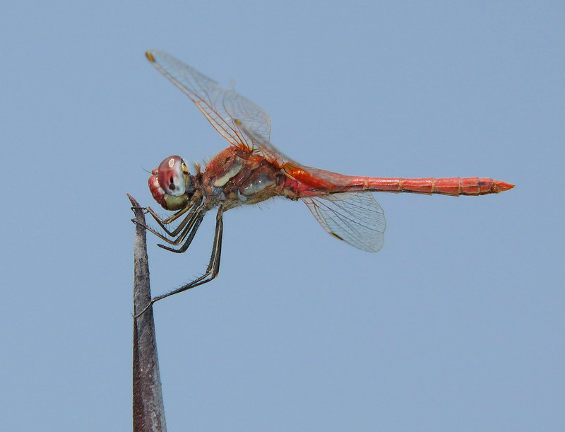 libellula rossa 5