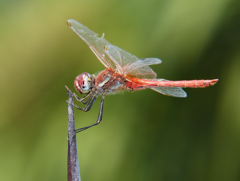 libellula 6