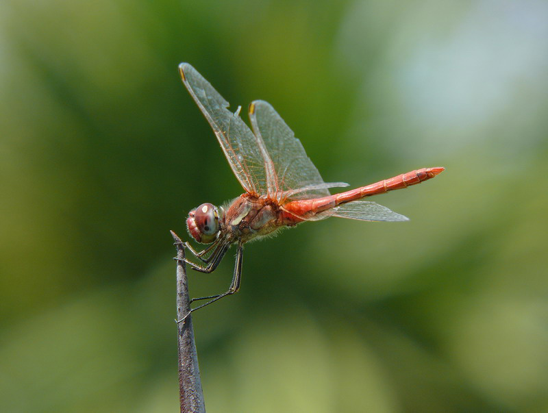 libellula rossa 7