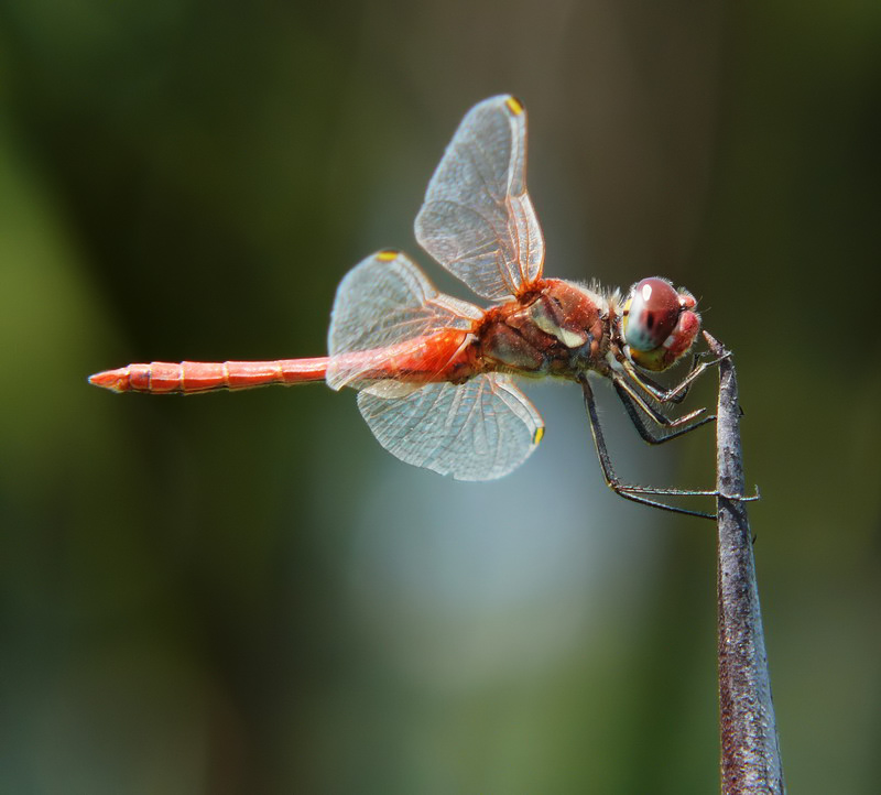 libellula rossa 9