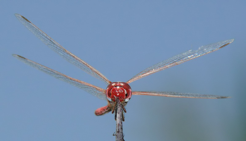 libellula rossa 10