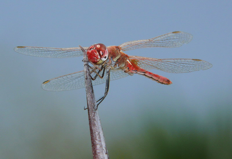 libellula rossa 12