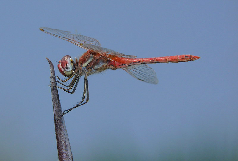 libellula rossa 13