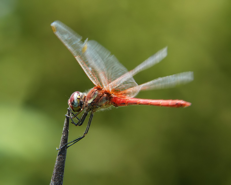 libellula rossa 14