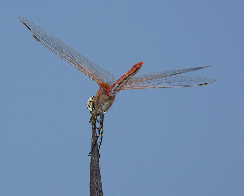 libellula rossa 15