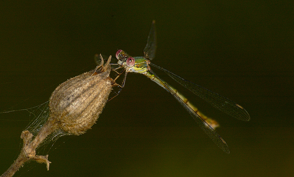 libellula