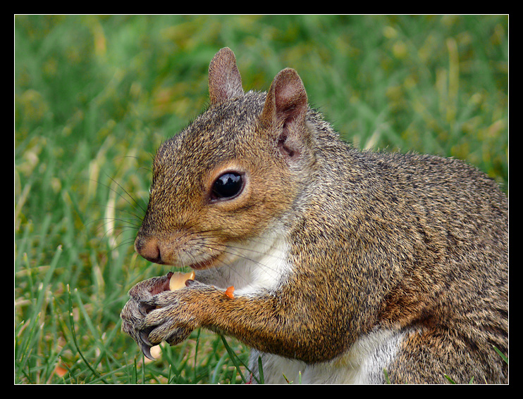 Greedy squirrel III