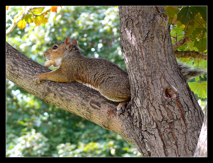 Greedy squirrel IV