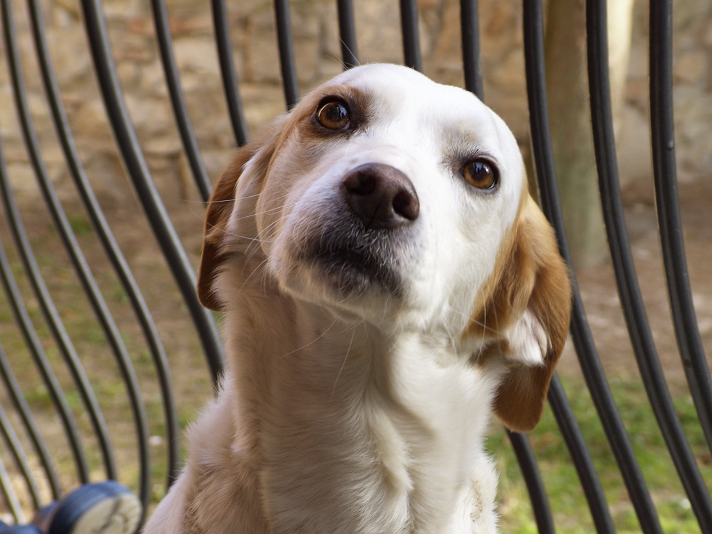 Stella