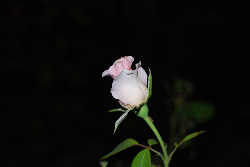 prima macro