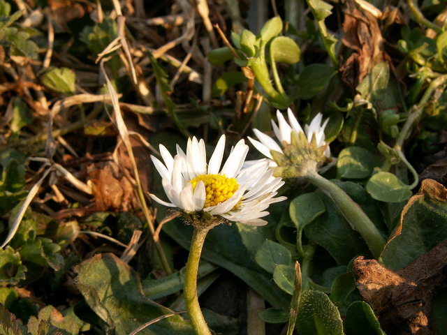 Margheritina