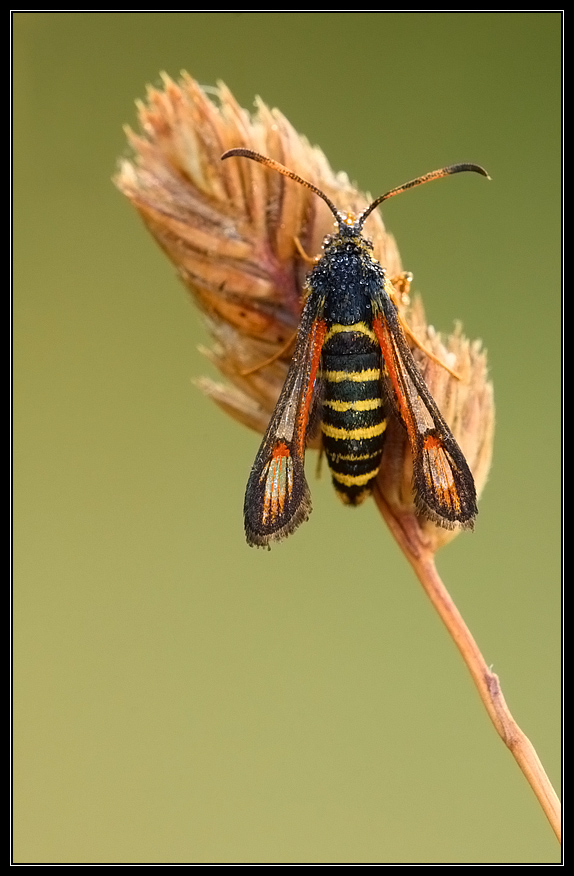 Sesia apiformis