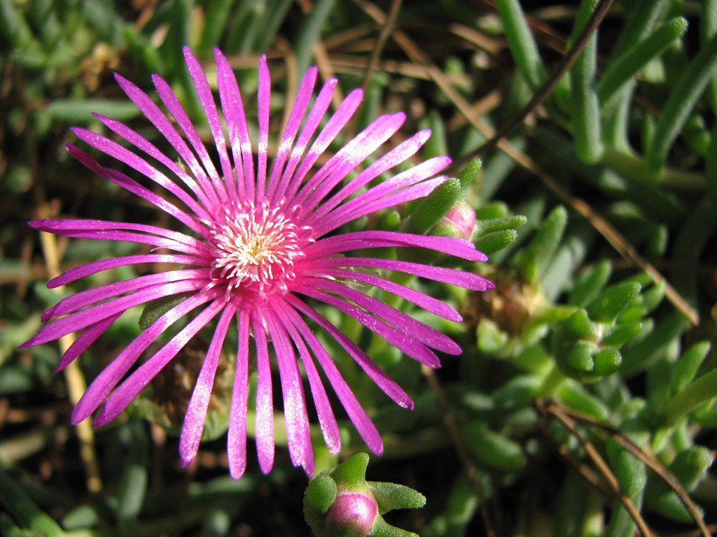 Fiore II