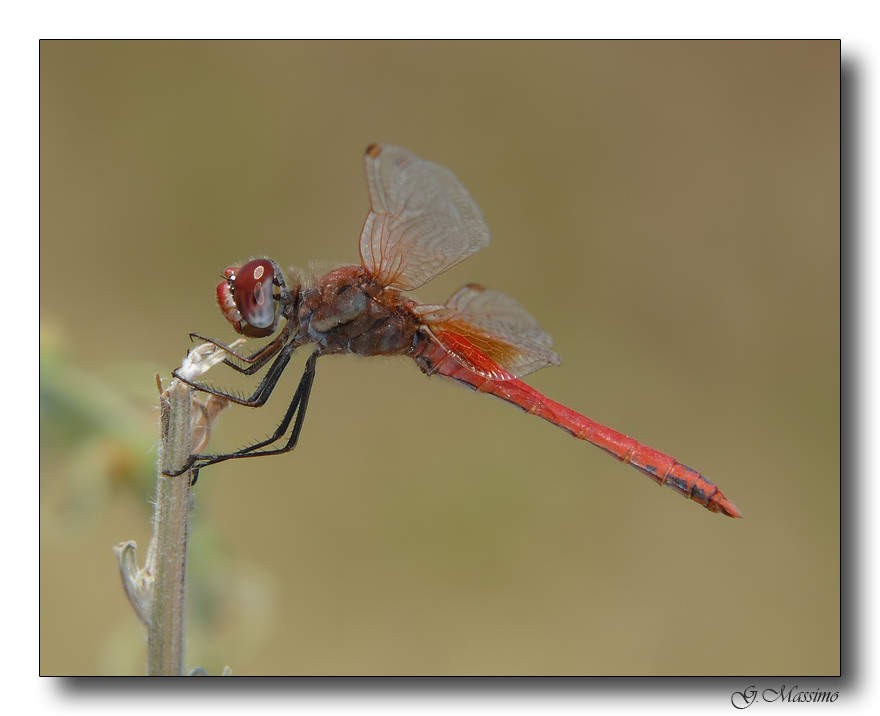 libellula 1