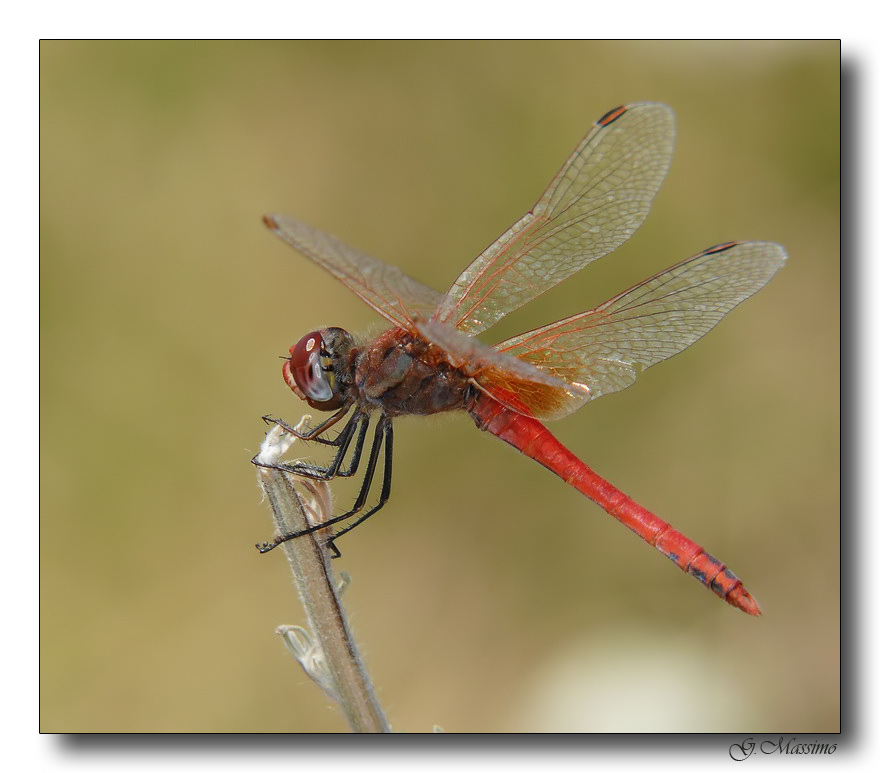 libellula 2