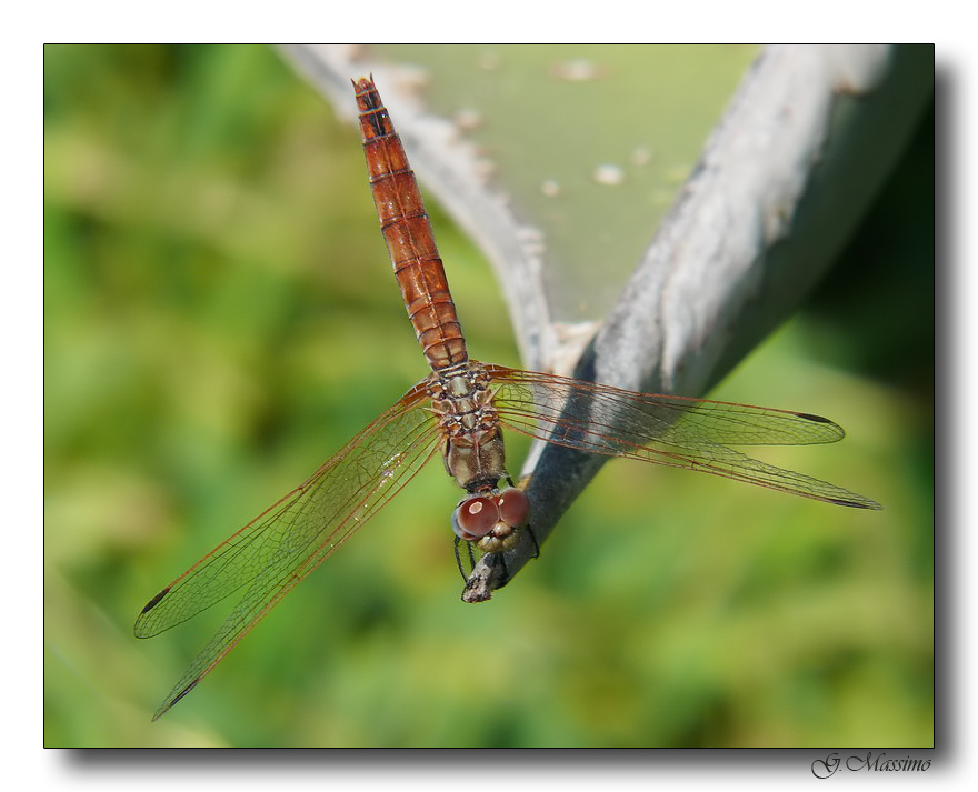 libellula 6