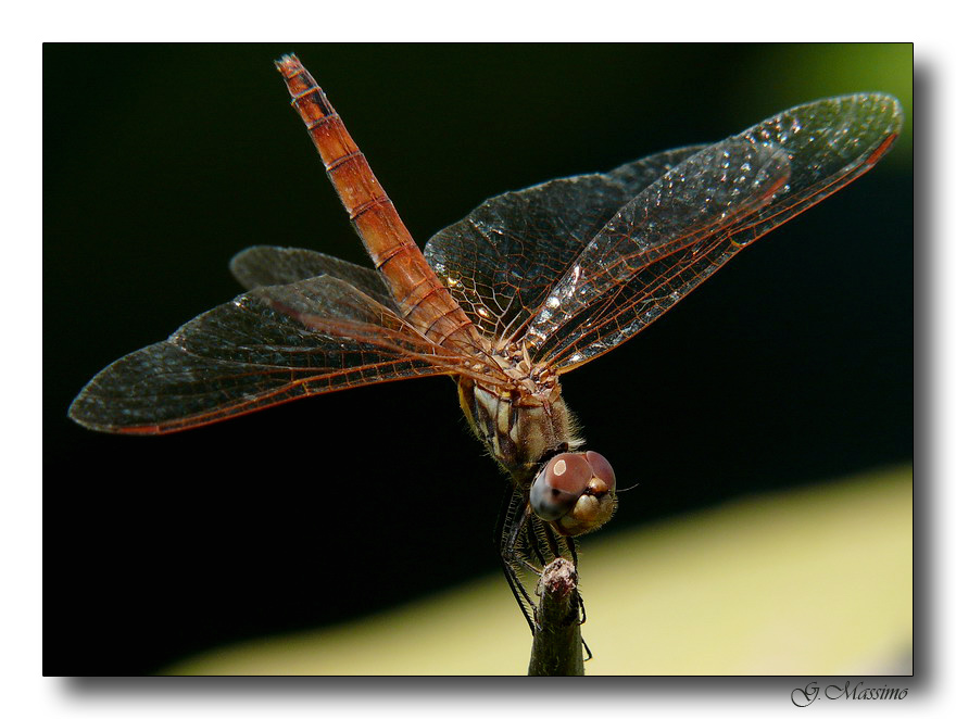 libellula 8