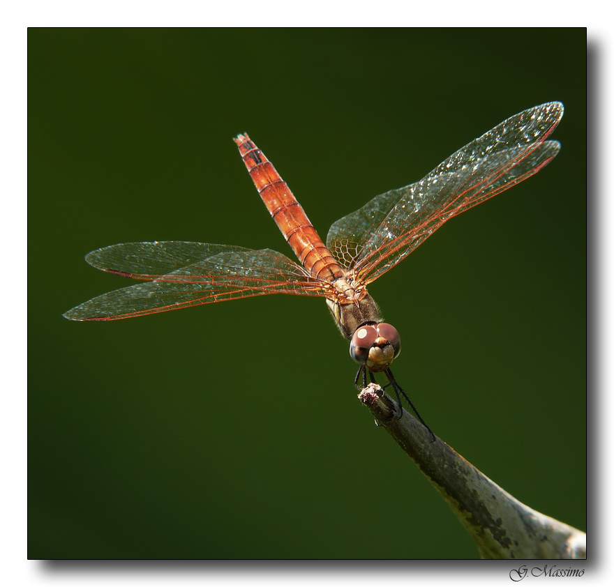 libellula 9