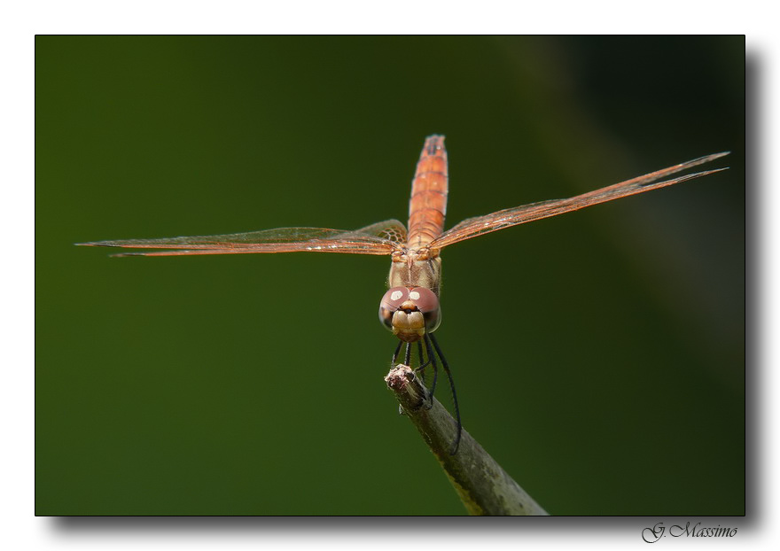 libellula 10