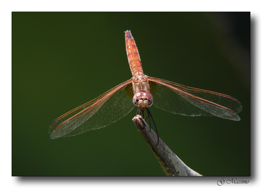 libellula 11