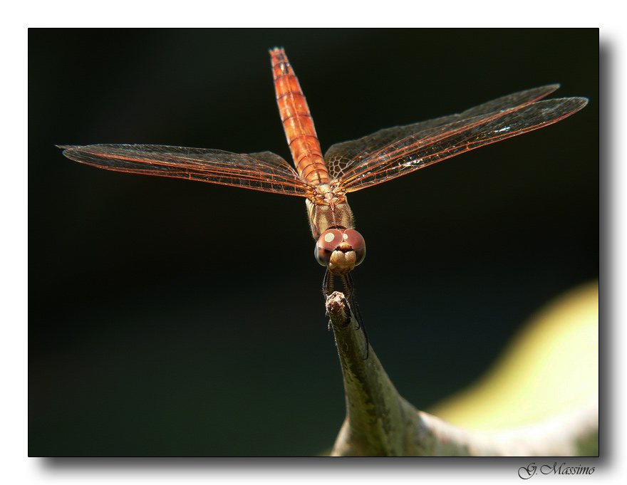 libellula 12