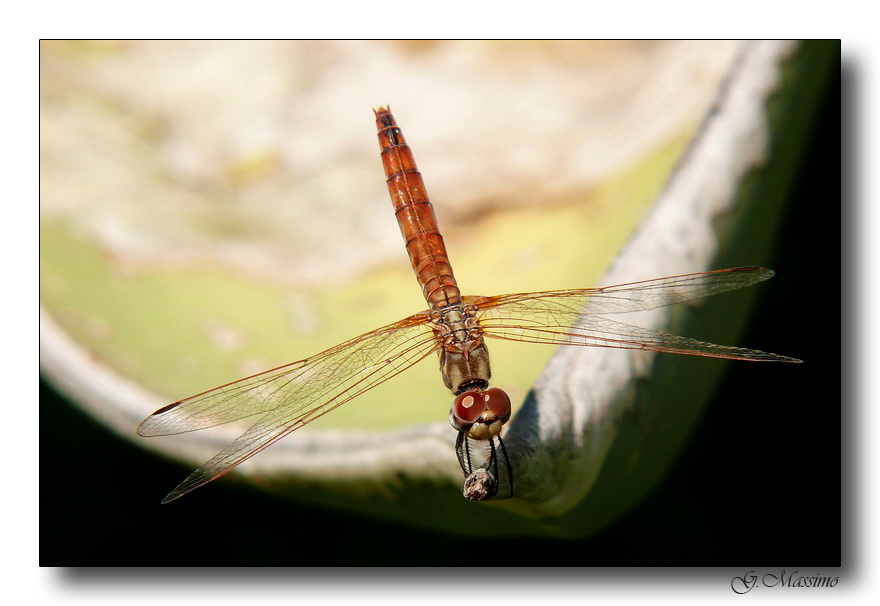 libellula 13